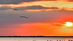 【视觉光影】美 丽 的 大 天 鹅 （17）