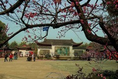 武汉梅花园（五）