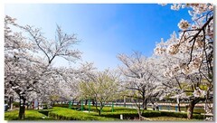 樱花绽放手机版（七）