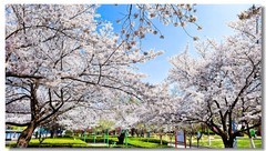 樱花绽放手机版（七）