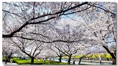 樱花绽放手机版（七）