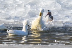 翡翠蓝湾禽鸟园（10）
