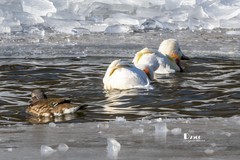 翡翠蓝湾禽鸟园（10）