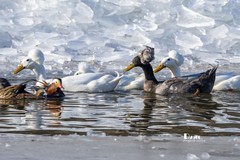 翡翠蓝湾禽鸟园（10）