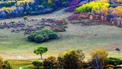 金秋乌兰布统——杨树背（33）
