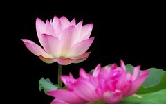 [26221] 江北休闲绿地的荷花（11）
