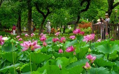 [26221] 江北休闲绿地的荷花（11）