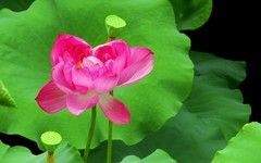 [26221] 江北休闲绿地的荷花（11）