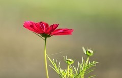 波斯菊