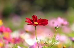波斯菊
