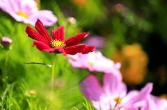 波斯菊