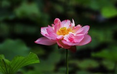 荷花 (30)