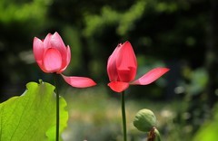 荷花 (30)