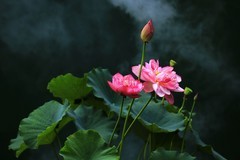 荷花 (30)
