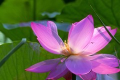 2026荷花