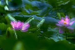 2026荷花