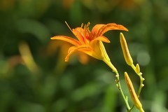 20261159 萱草花