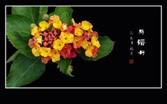 花团锦簇的马缨丹花