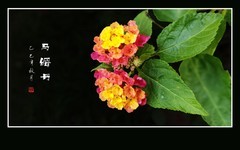 花团锦簇的马缨丹花