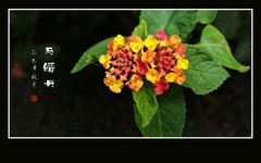 花团锦簇的马缨丹花