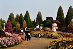 2025年南宁菊花展3