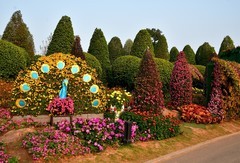 2025年南宁菊花展3