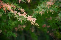 渝乐小镇（二）