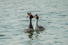 凤头鸊鷉撞胸（10）