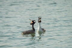 凤头鸊鷉撞胸（10）