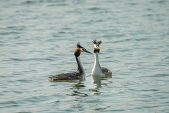 凤头鸊鷉撞胸（10）