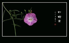 藤蔓上的小喇叭-打碗花