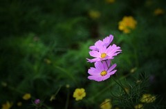 电脑库存里的一组花卉作品