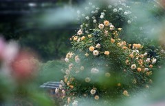 电脑库存里的一组花卉作品