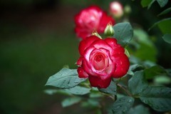 电脑库存里的一组花卉作品