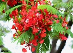 龙溪的凤凰花。