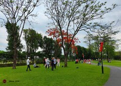 龙溪的凤凰花。