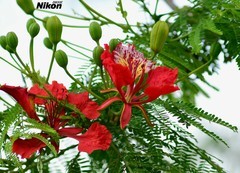 龙溪的凤凰花。