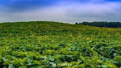罗平 · 万亩油菜花海