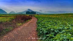 罗平 · 万亩油菜花海