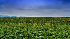 罗平 · 万亩油菜花海