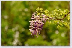 紫罗兰【丙午年-097】