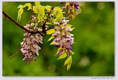 紫罗兰【丙午年-097】