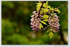 紫罗兰【丙午年-097】