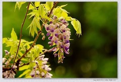 紫罗兰【丙午年-098】