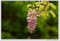 紫罗兰【丙午年-098】