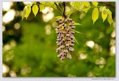 紫罗兰【丙午年-098】