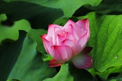 荷花 (31)