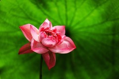 荷花 (31)