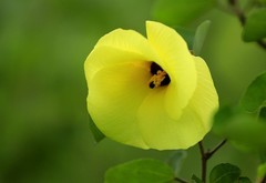 黄槿花