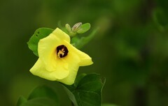 黄槿花